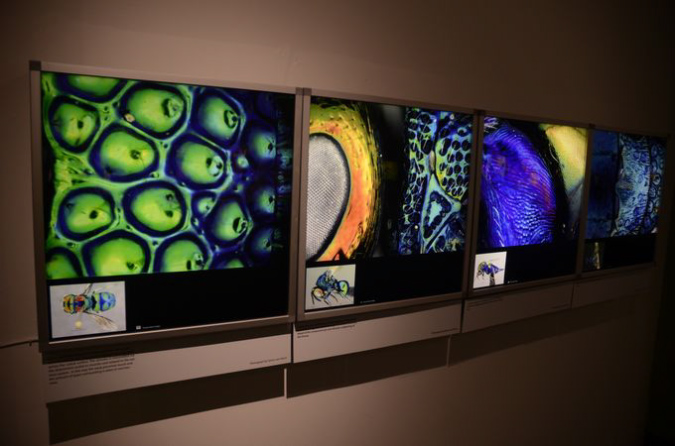 Wasp_exhibition__DSC3426